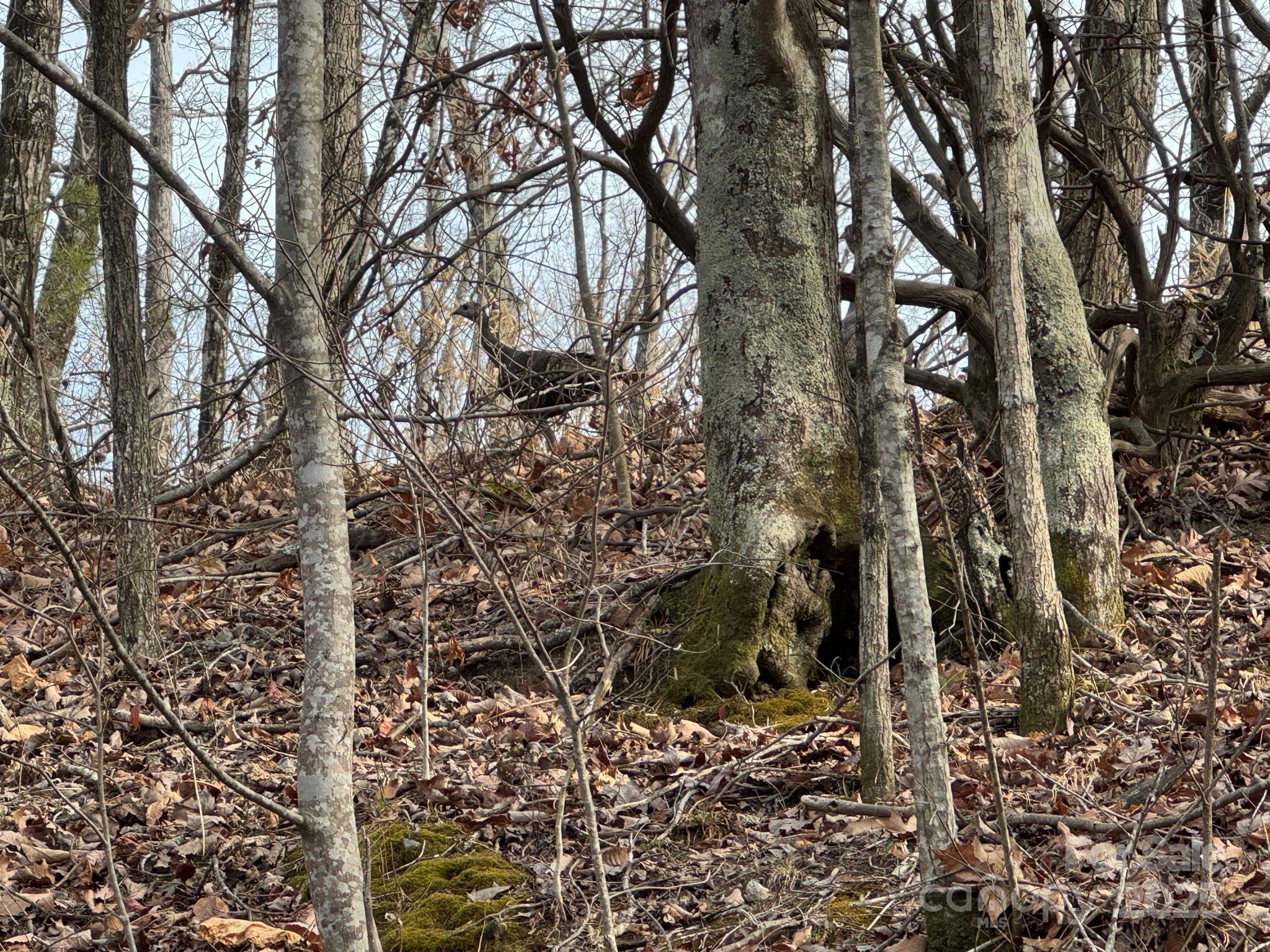 6955 Silver Creek Lane