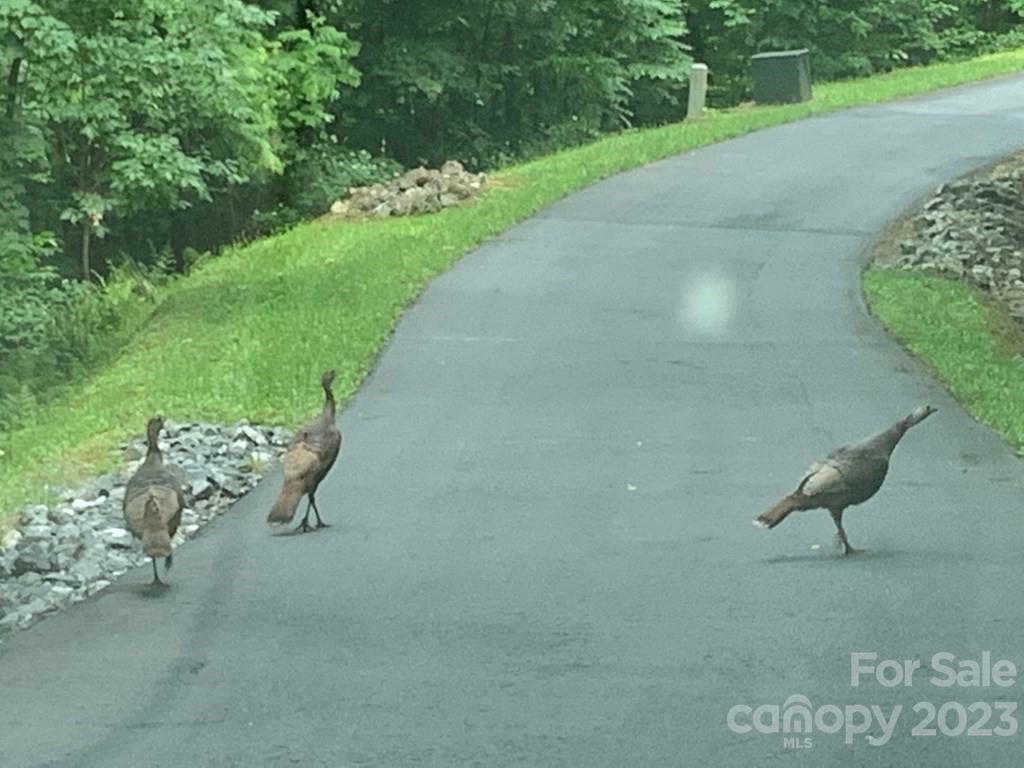 Sylva, North Carolina 28779, United States, ,Land,Under Contract,67691