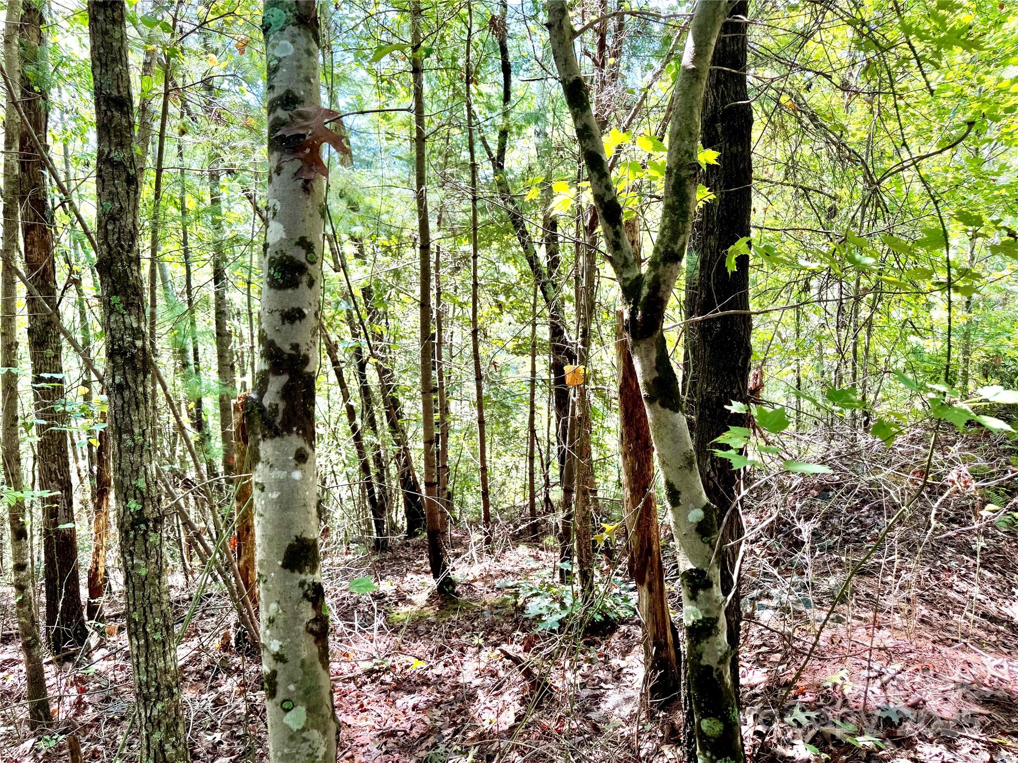 The Coves Mountain River Club - Land