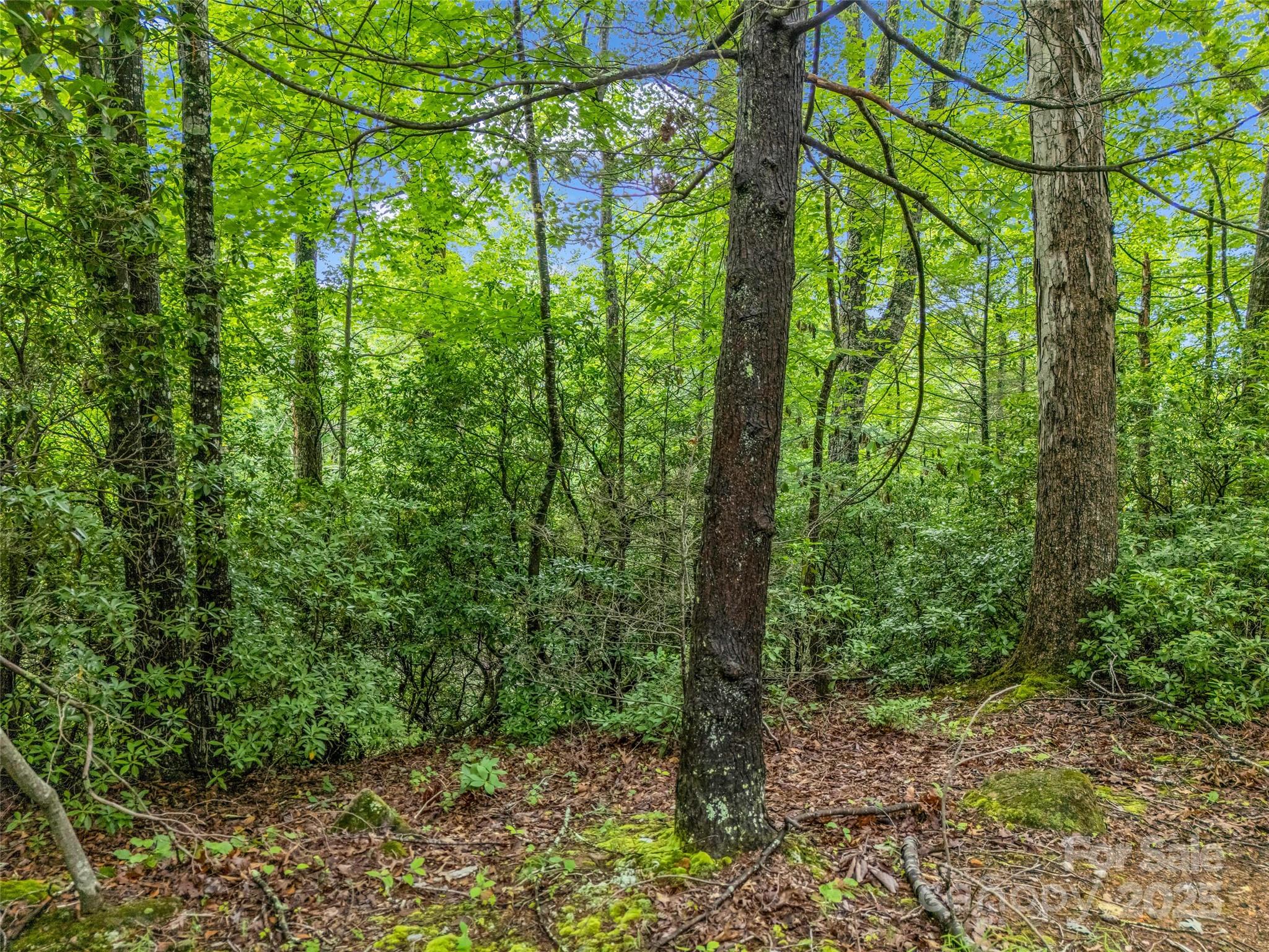 Rumbling Bald on Lake Lure - Land