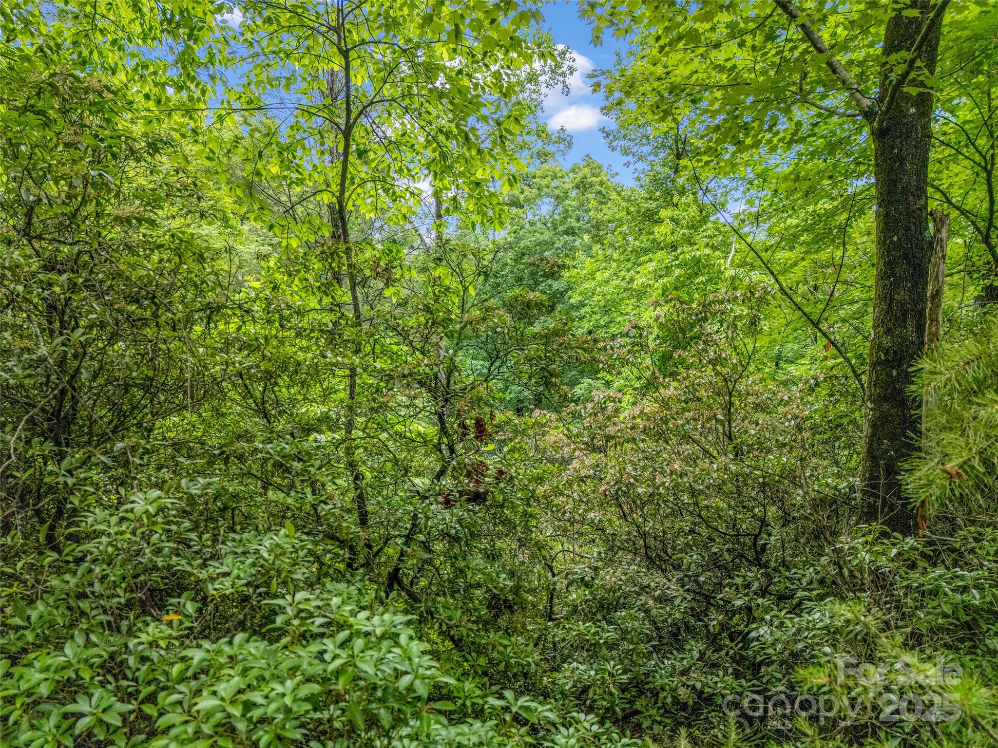 Rumbling Bald on Lake Lure - Land