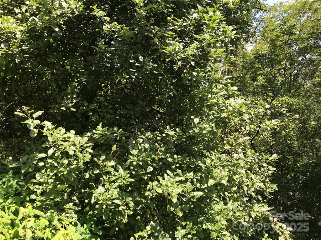 Hurricane Ridge Ltd - Land