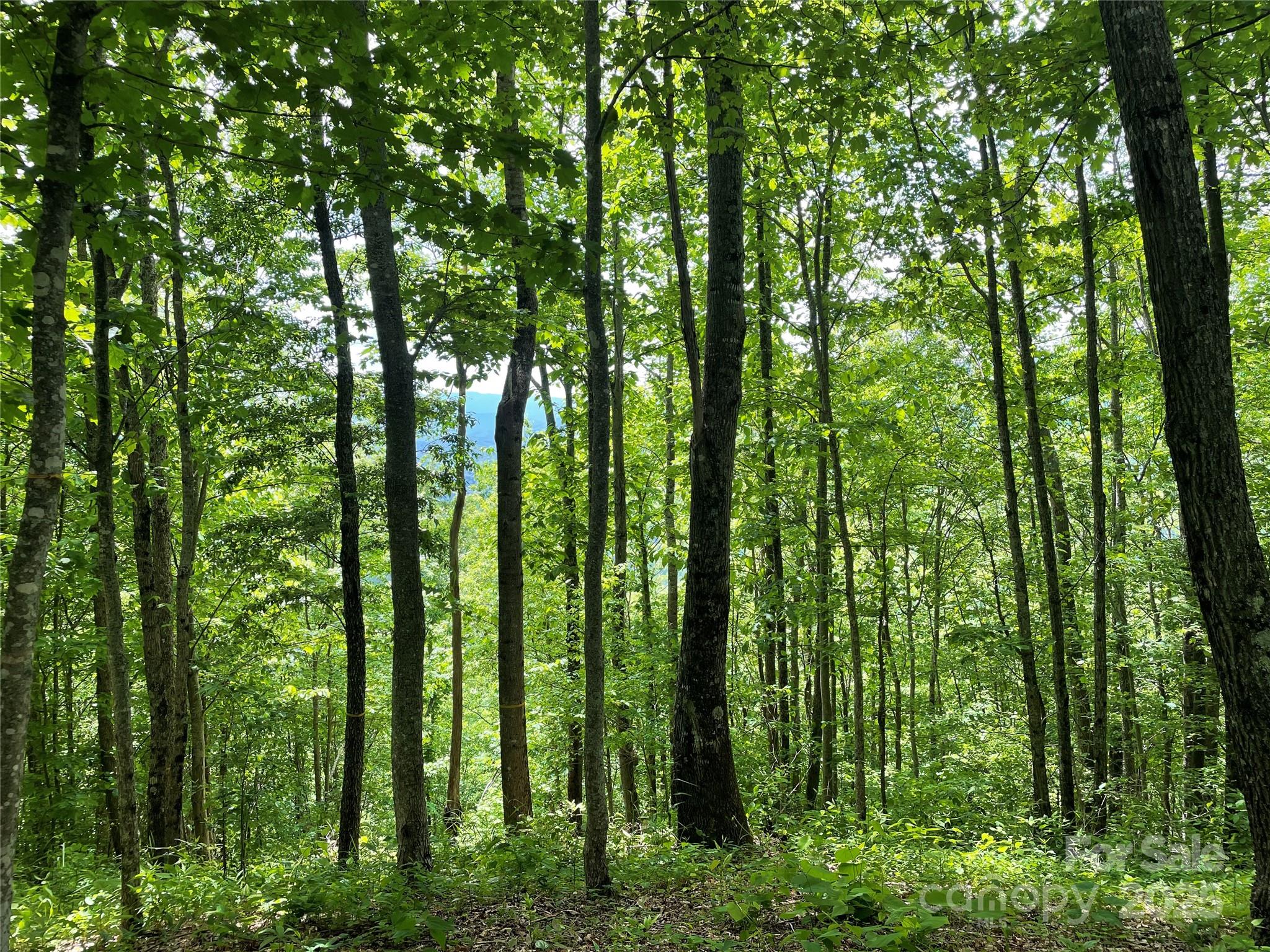 Balsam Mountain Preserve - Land