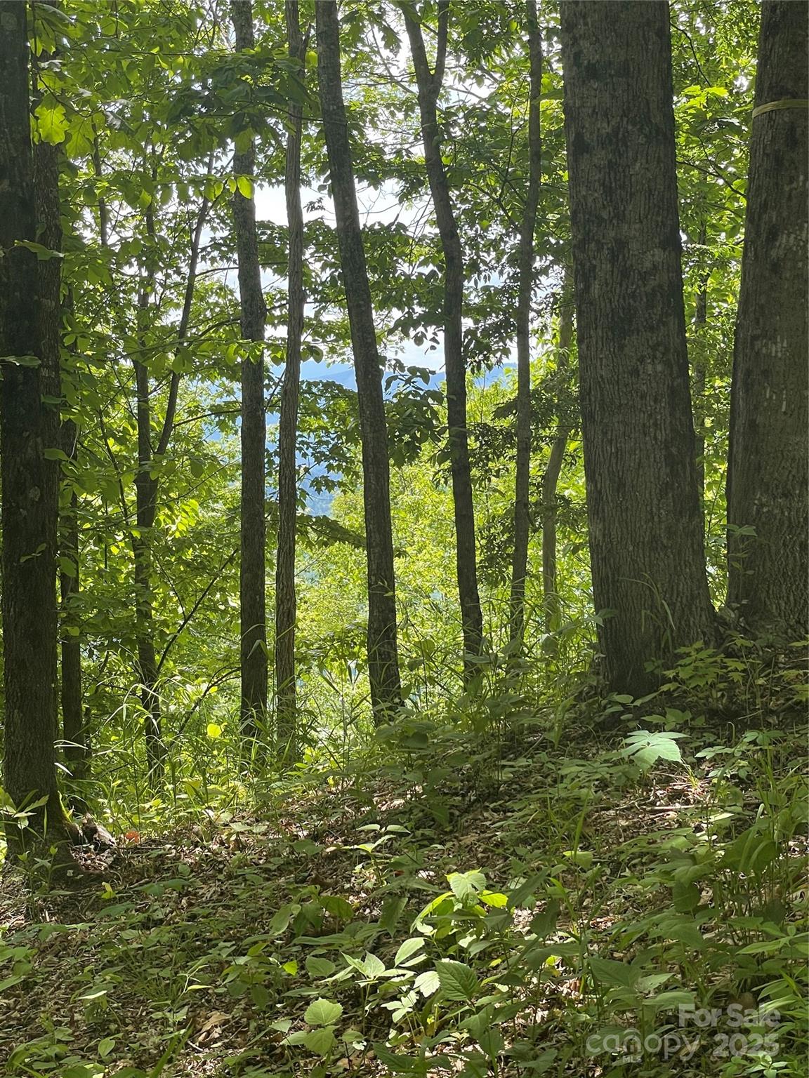 Balsam Mountain Preserve - Land