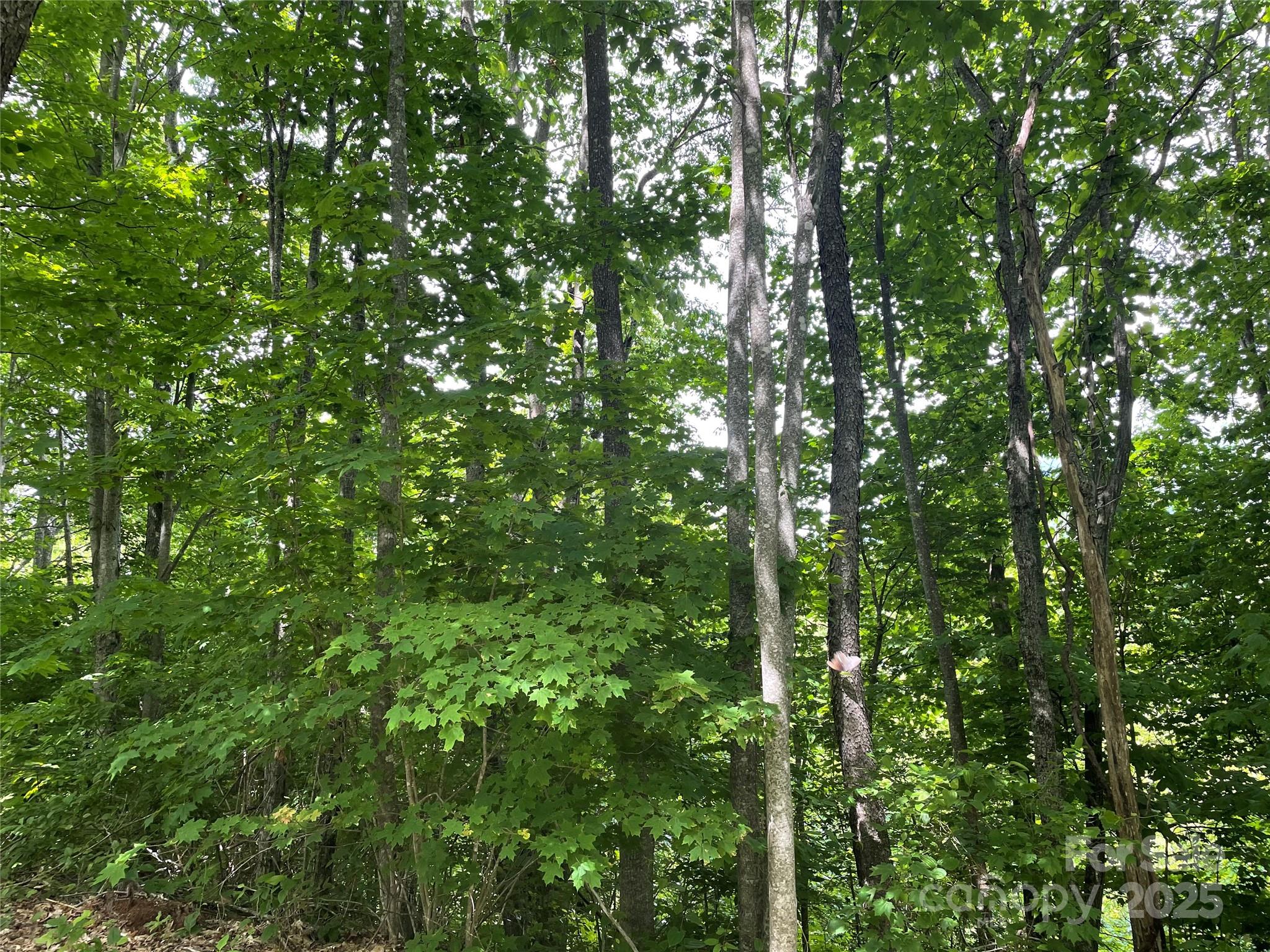 Balsam Mountain Preserve - Land