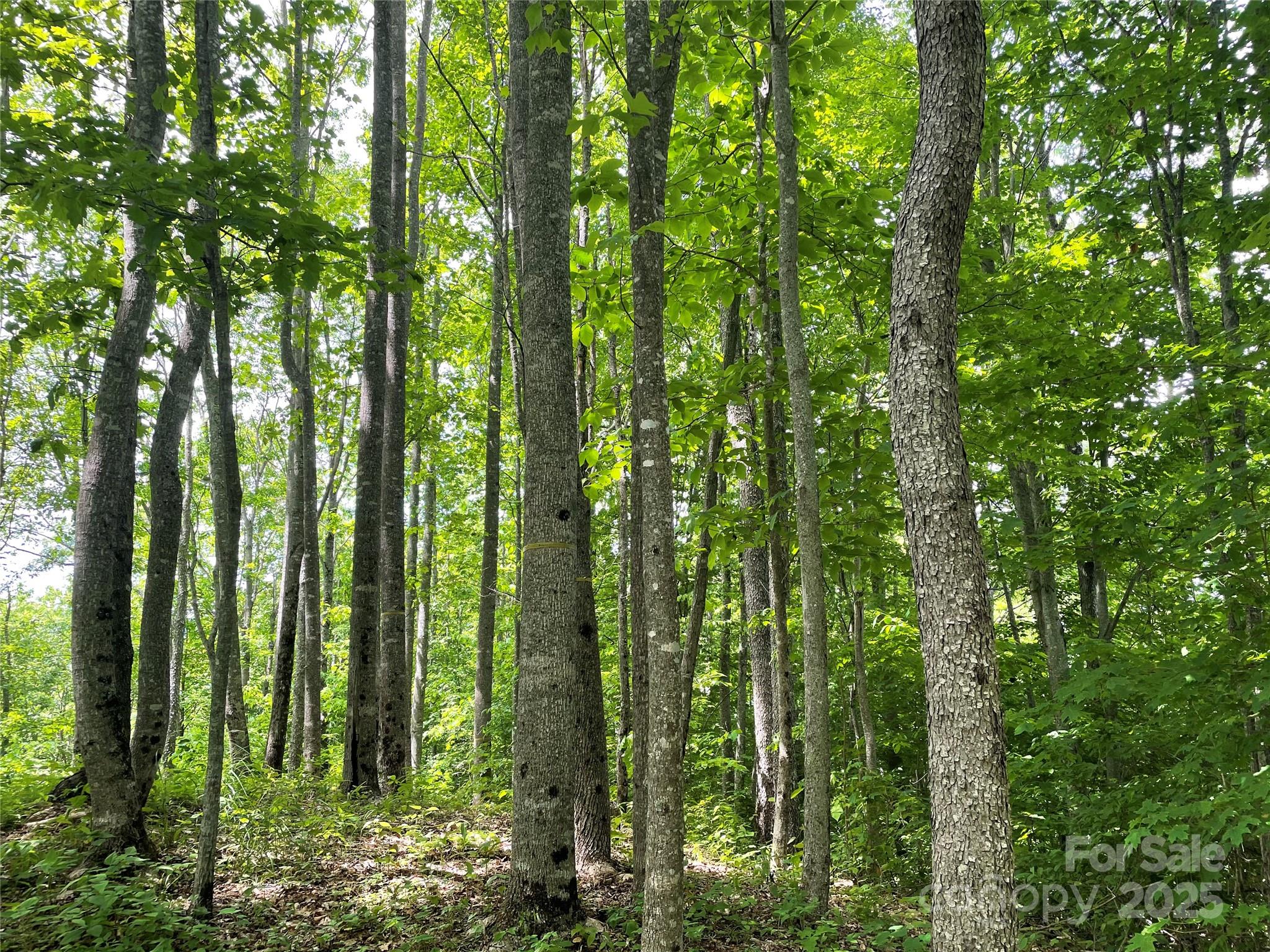 Balsam Mountain Preserve - Land