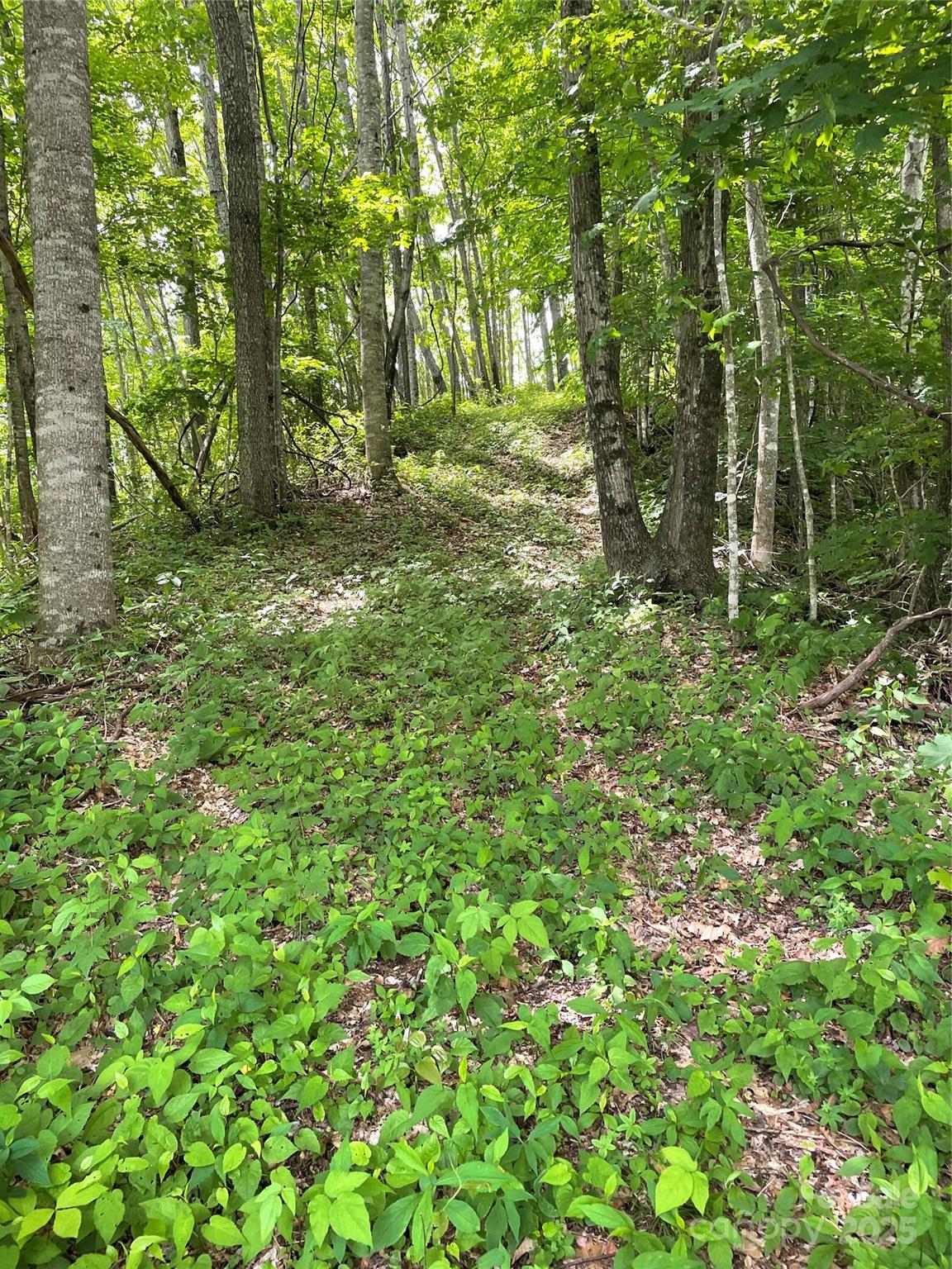 Balsam Mountain Preserve - Land