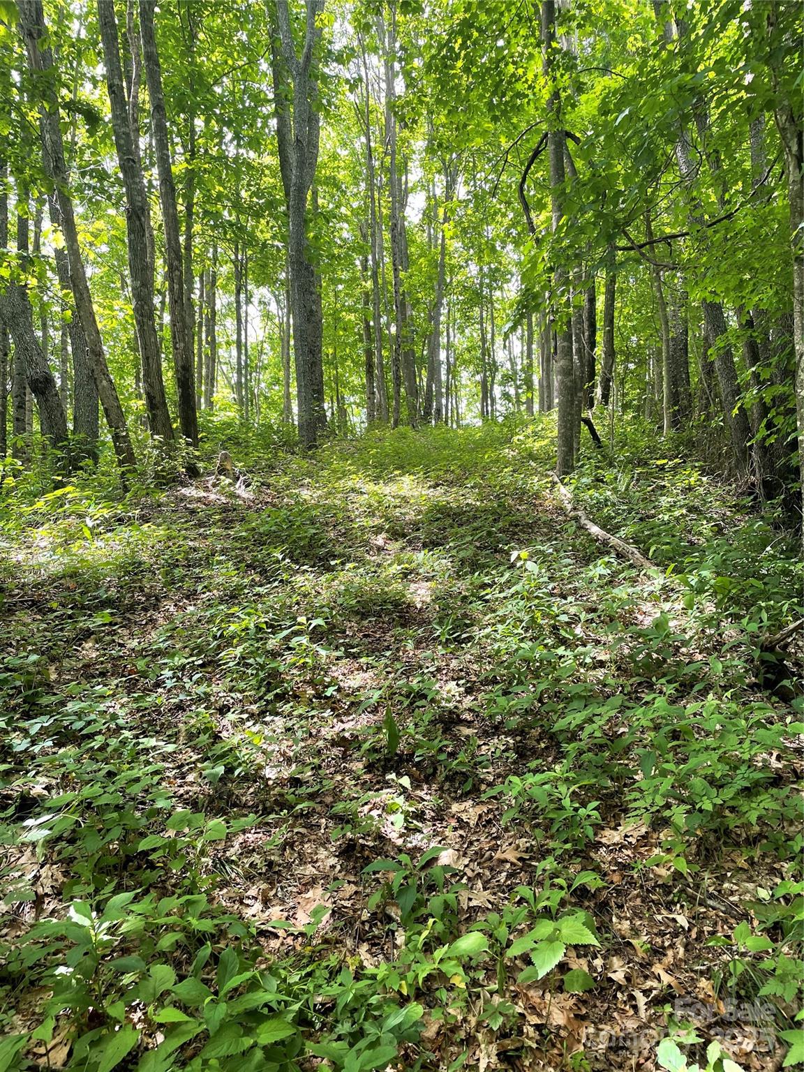Balsam Mountain Preserve - Land