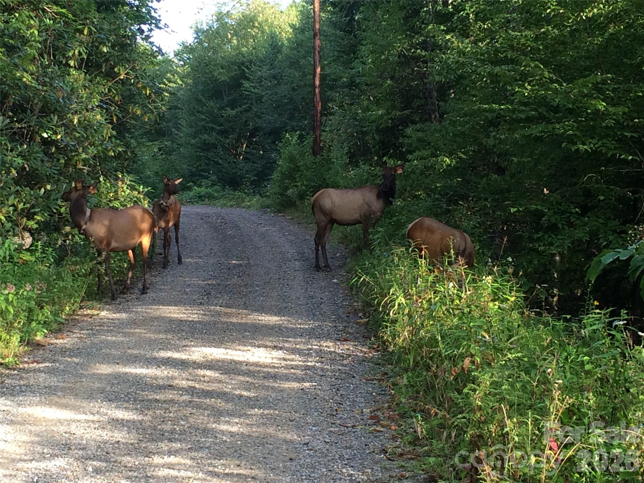 Sheepback Mountain Estates - Residential
