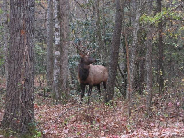 Sheepback Mountain Estates - Residential