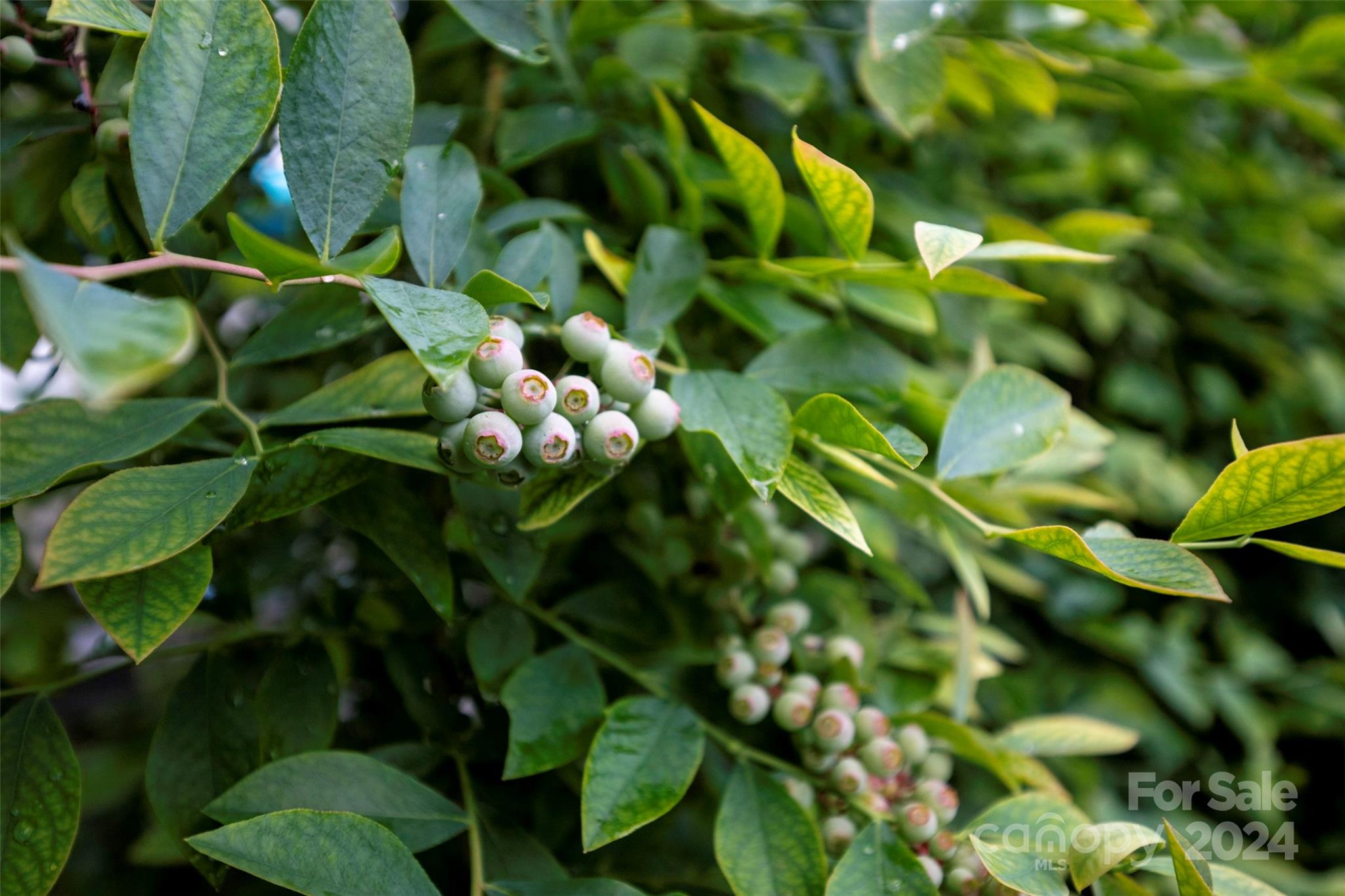 Boatshore - Residential
