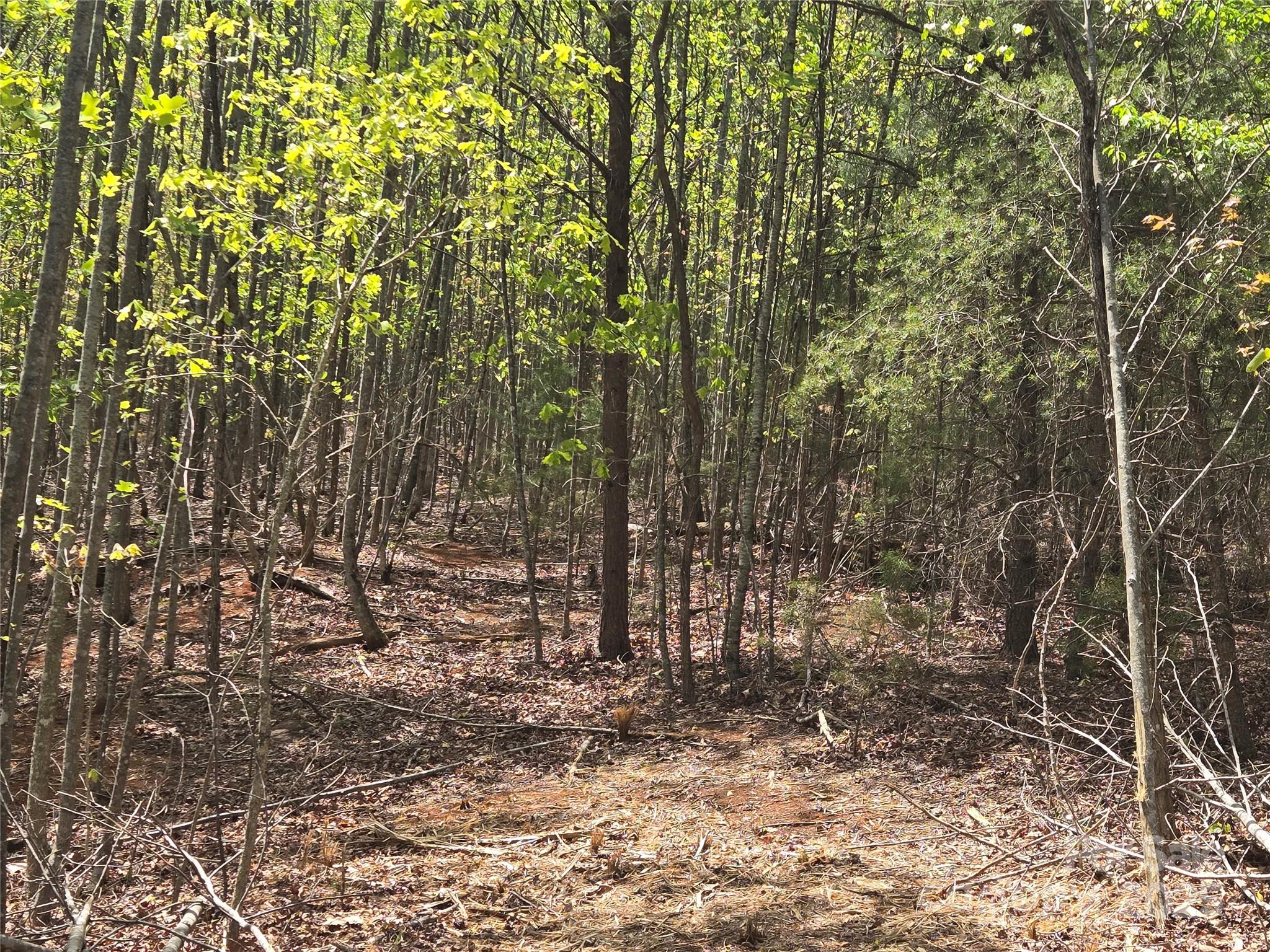 Rumbling Bald on Lake Lure - Land