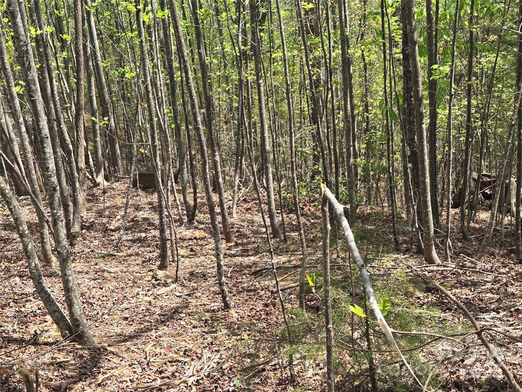 Rumbling Bald on Lake Lure - Land