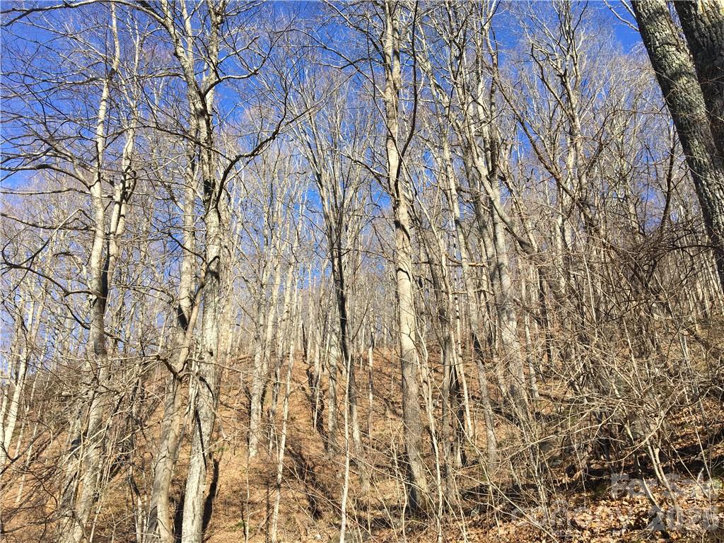 Fairview Forest - Land