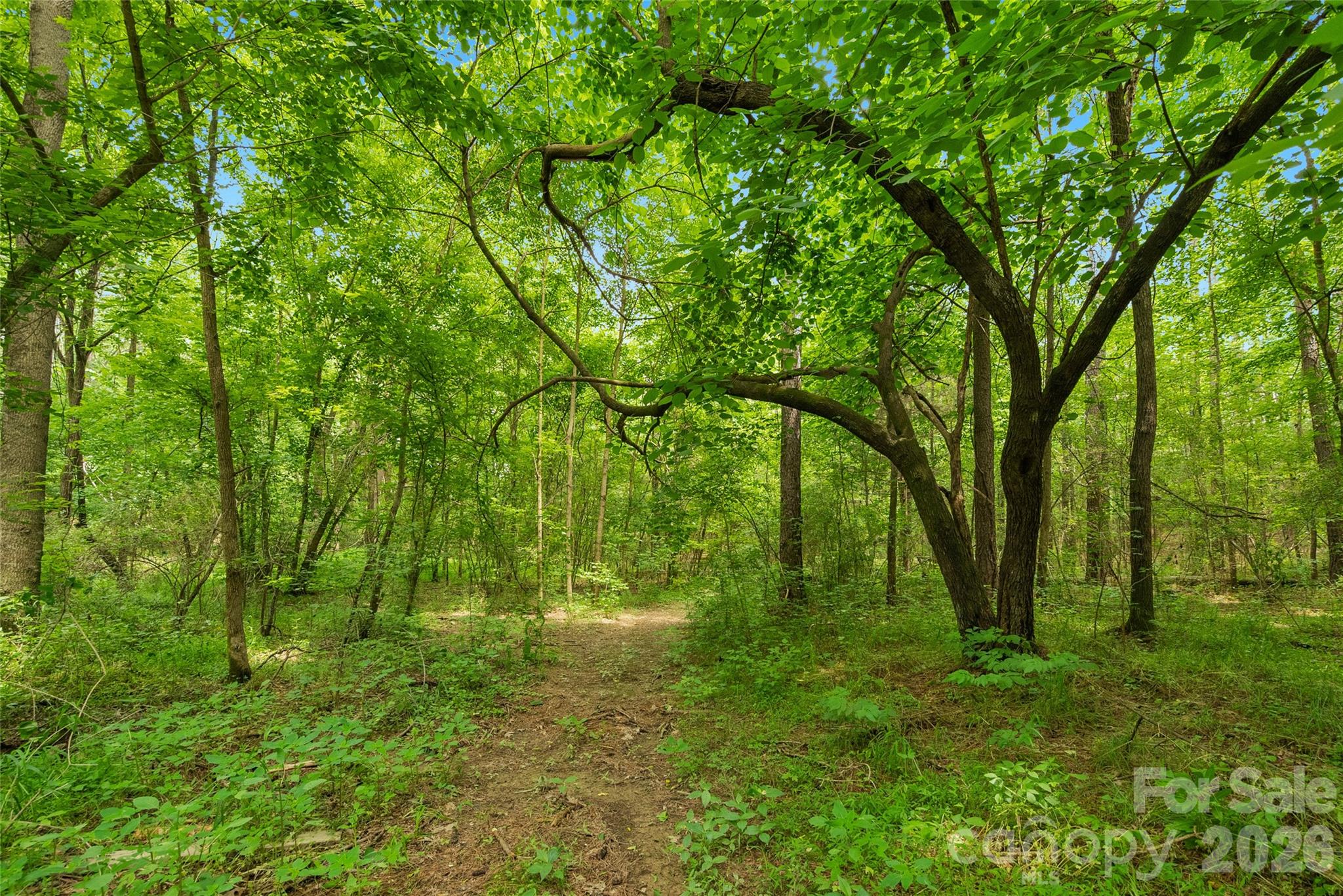 0000 Lucy Short Cut Road 5