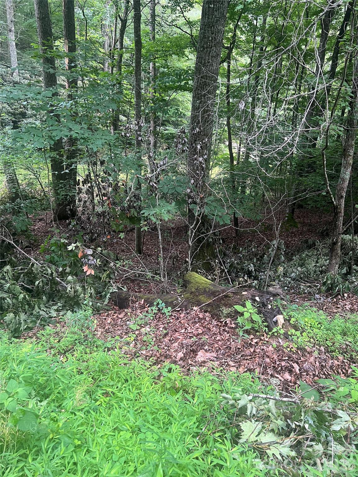 0000 Forest Lane