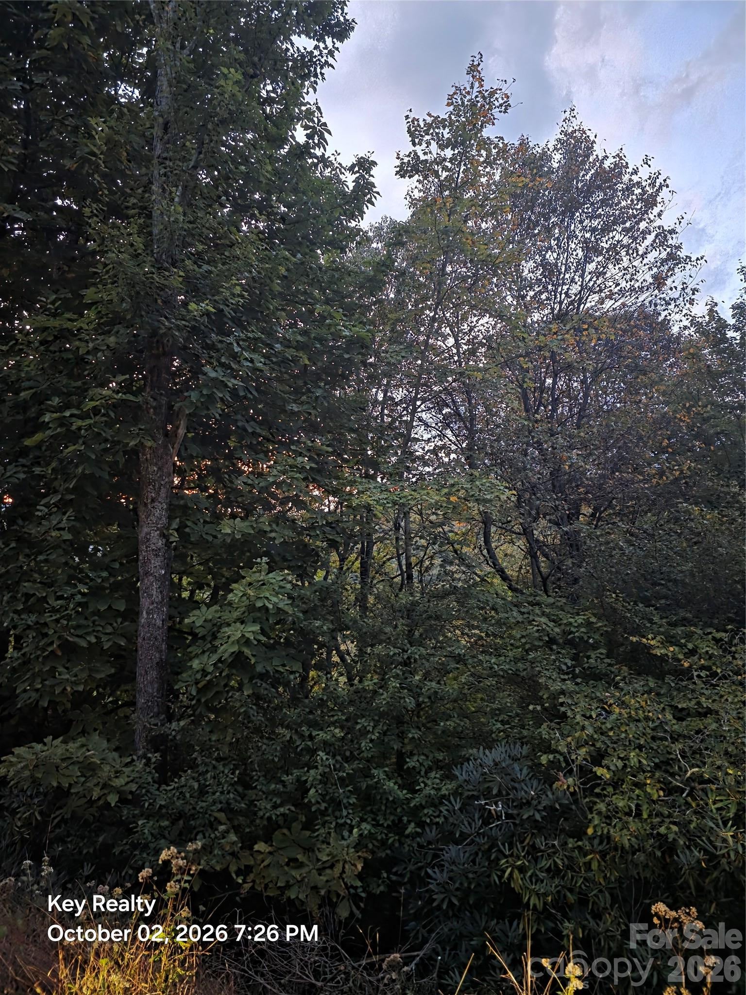 0000 Forest Lane