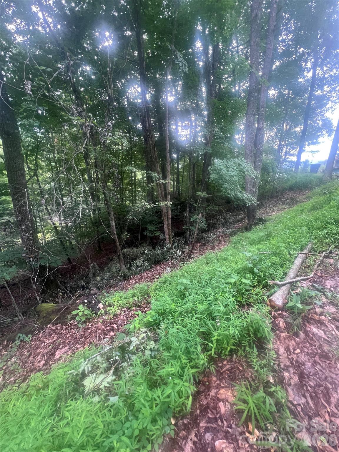 0000 Forest Lane