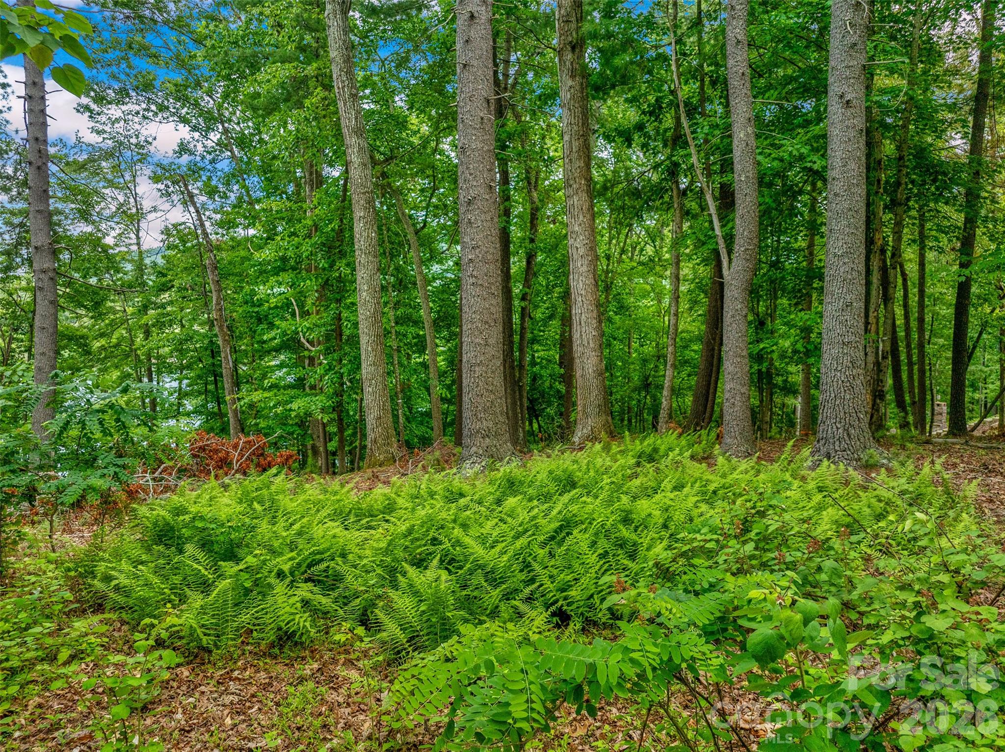 Biltmore Lake - Land
