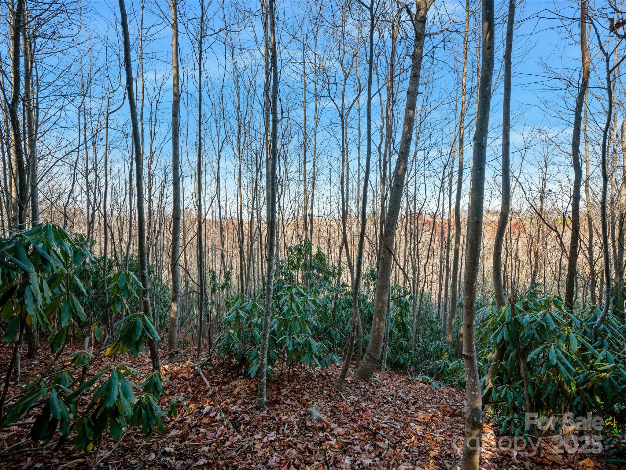 99999 Bay Laurel Lane