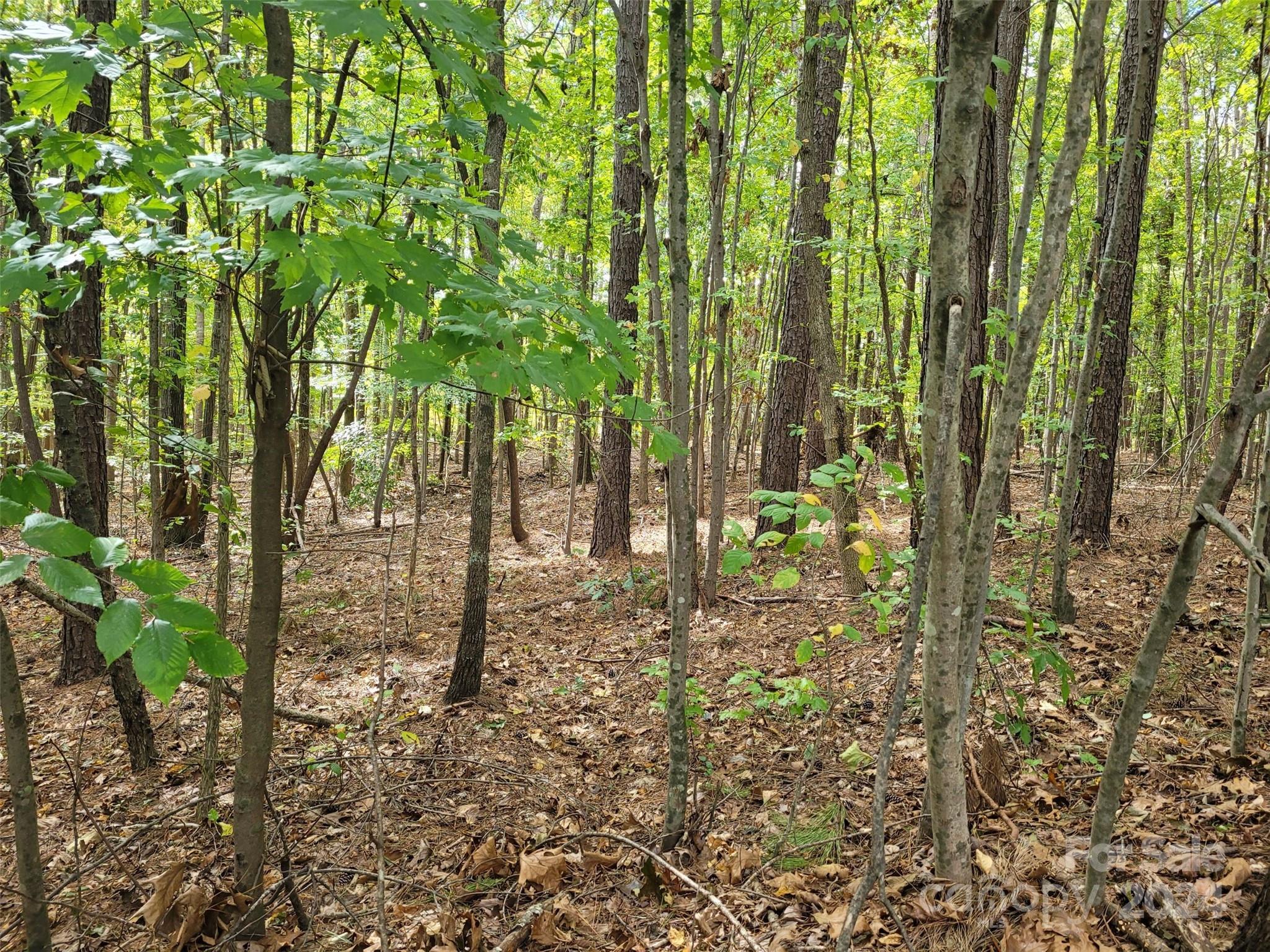 000 Wood Thrush Lane 27