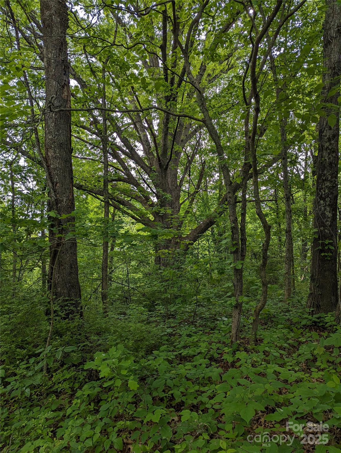 00 White Oak Road