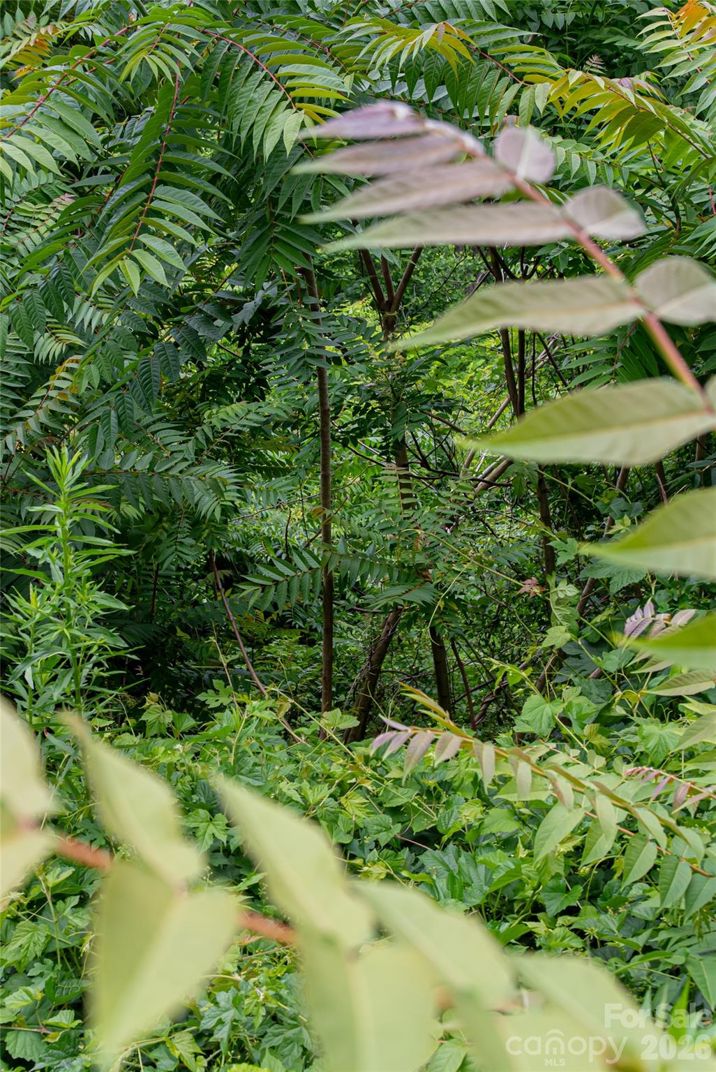 Beaucatcher Heights - Land