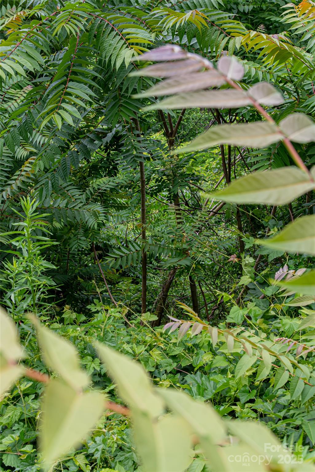 Beaucatcher Heights - Land