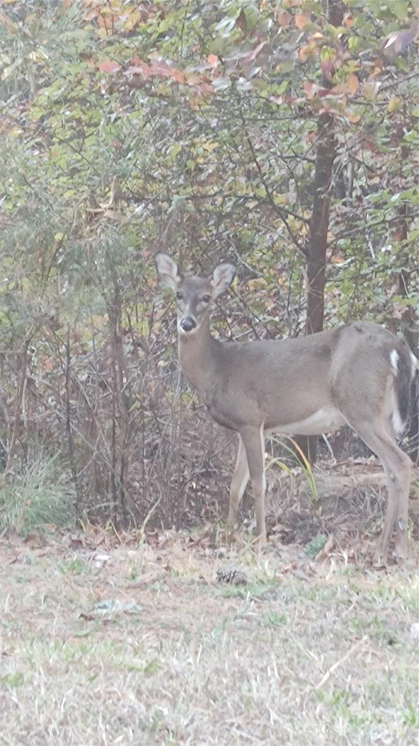 Broad River Highlands - Land