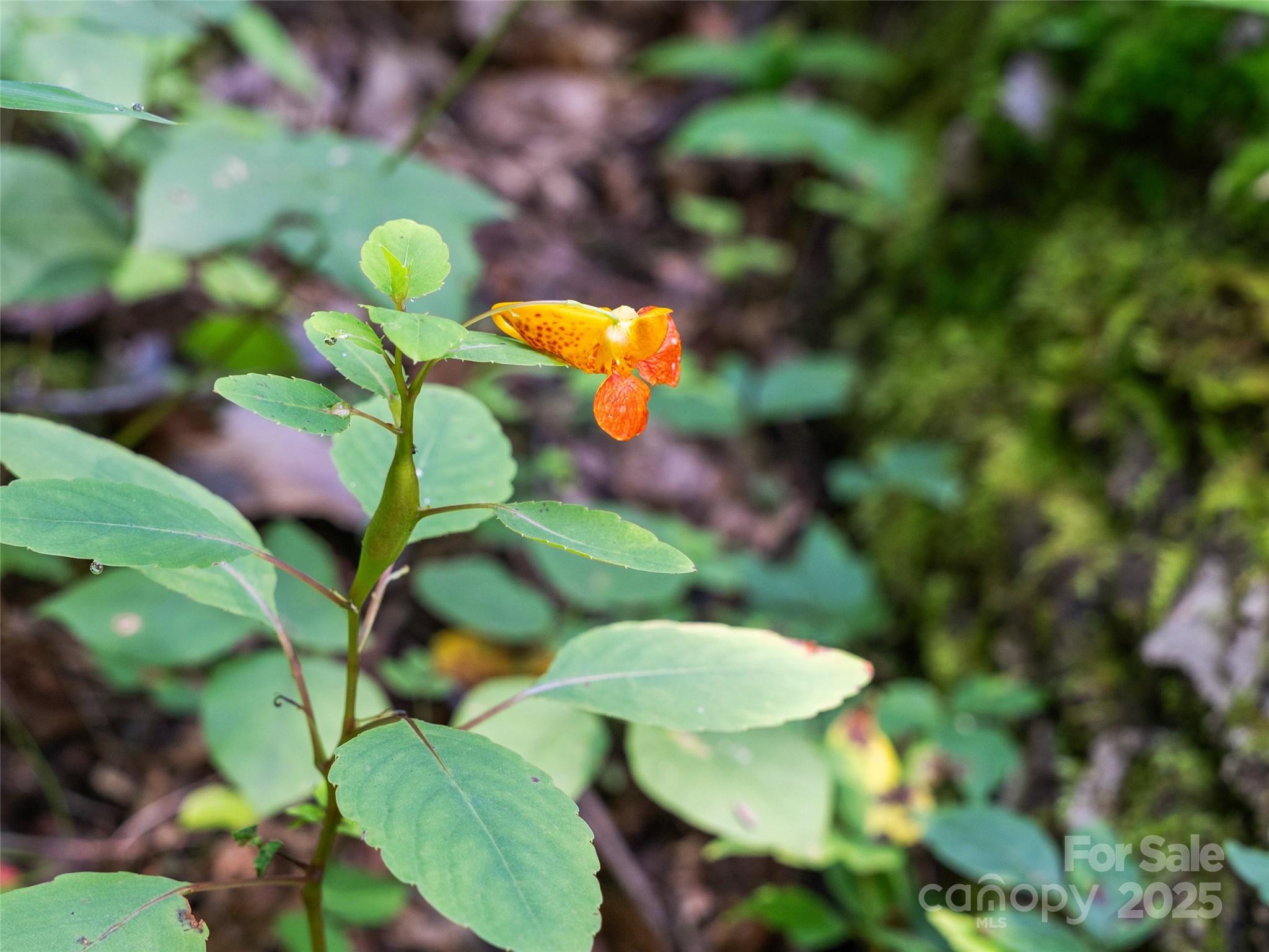 The Glens of Ironduff - Land