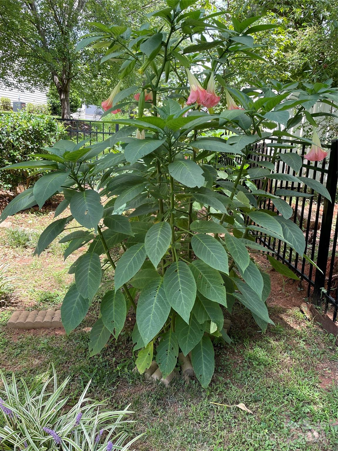 Windermere - Residential