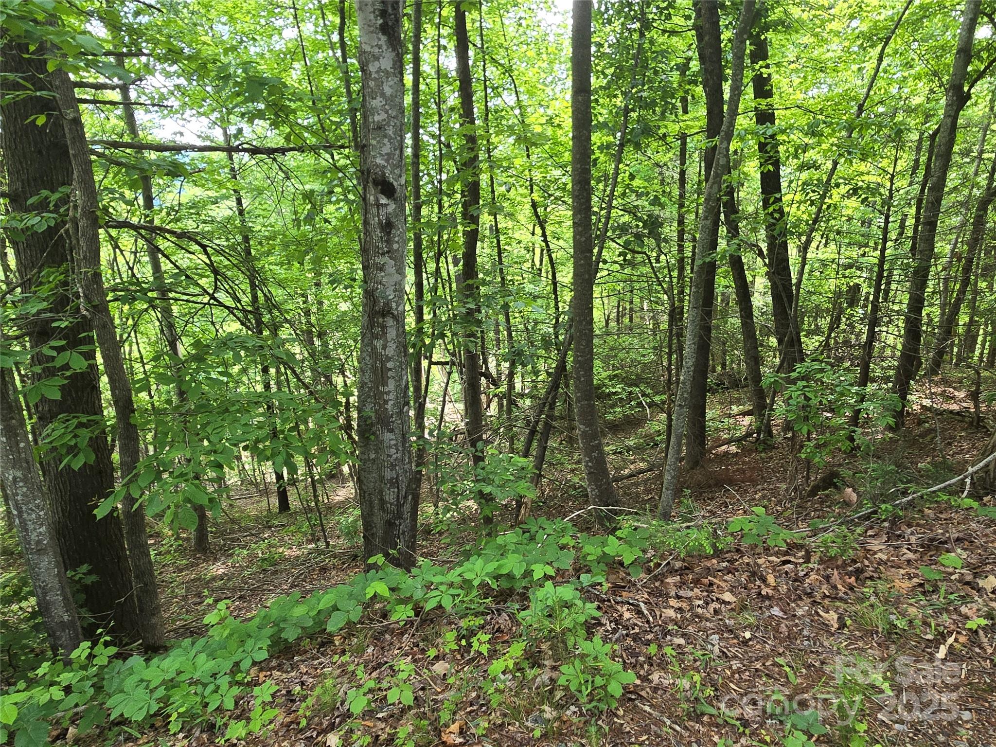 Rumbling Bald on Lake Lure - Land