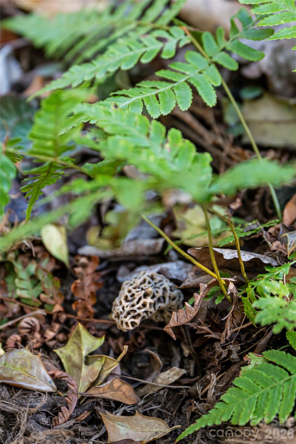 Proximity Park - Residential