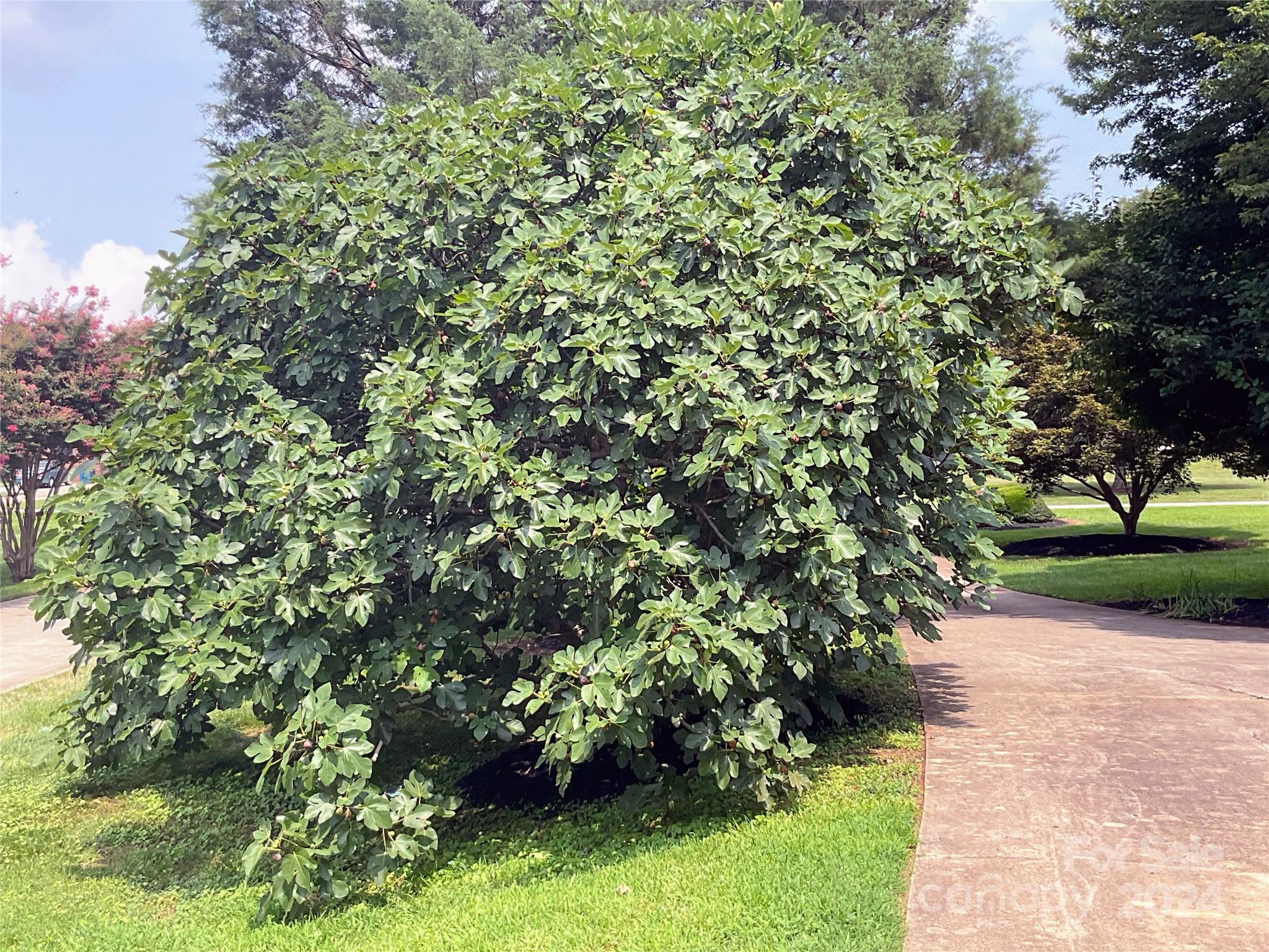 Spring Run - Residential