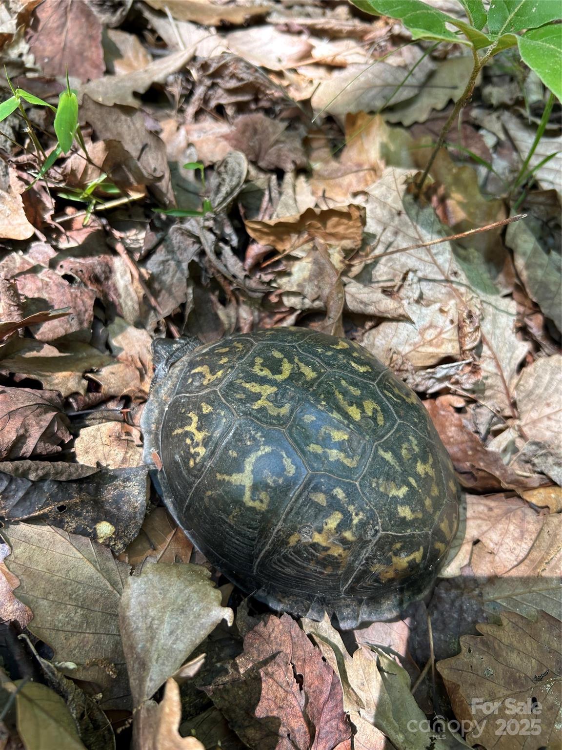 Forest Heights - Land