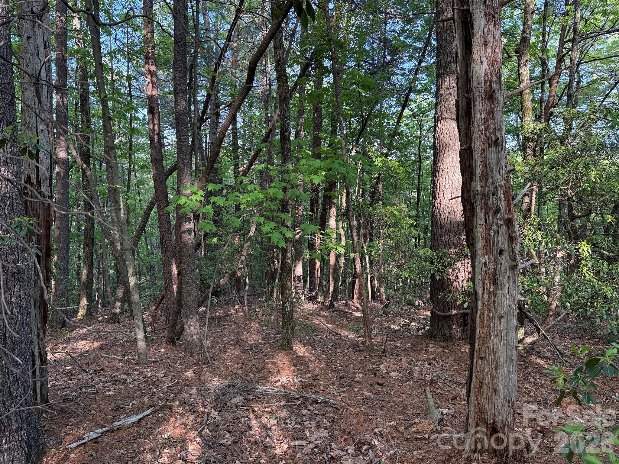 Buck Mountain - Land