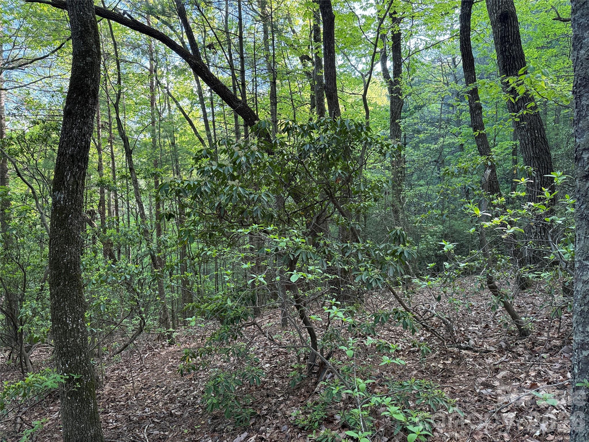 Buck Mountain - Land