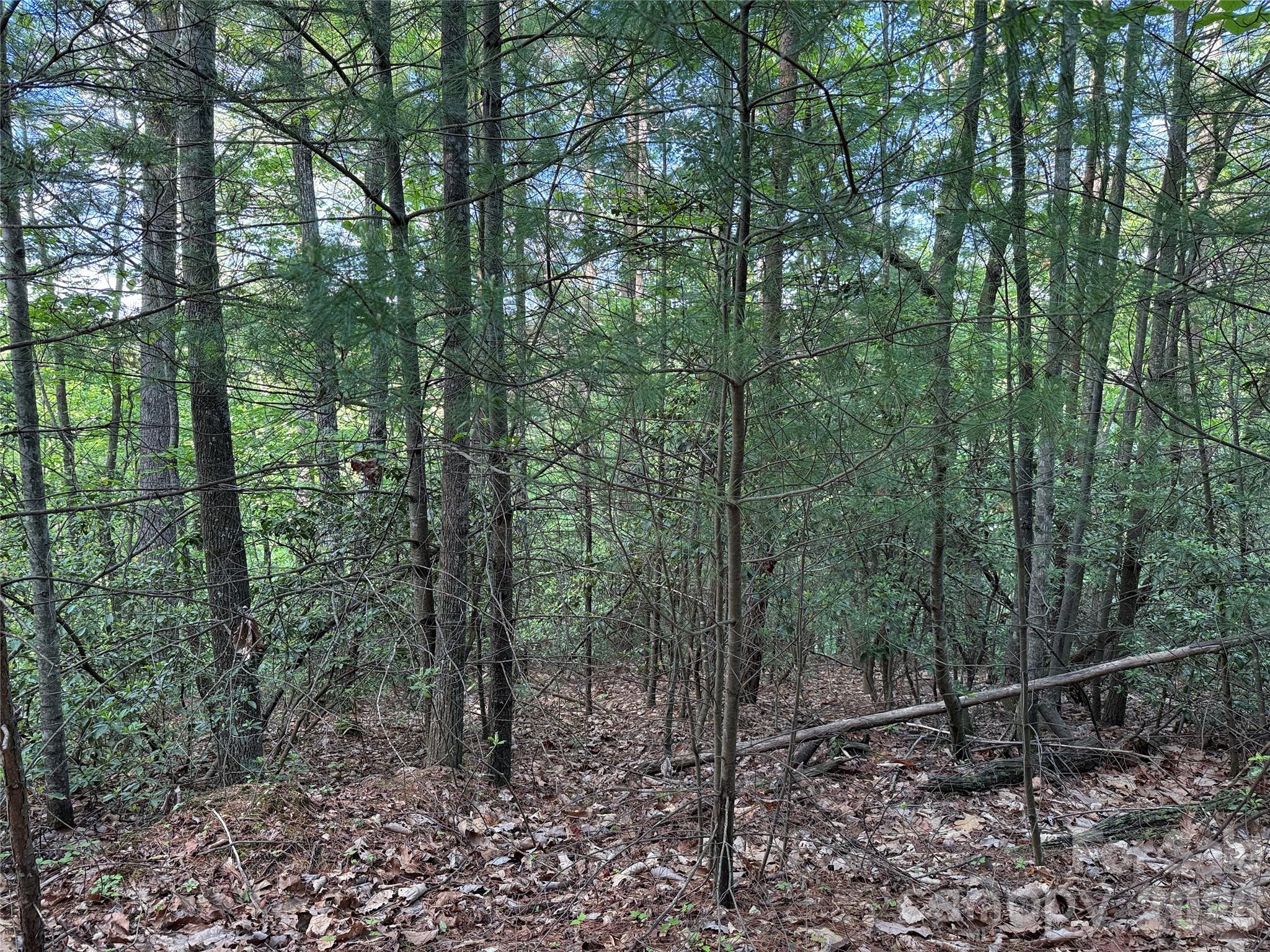 Buck Mountain - Land