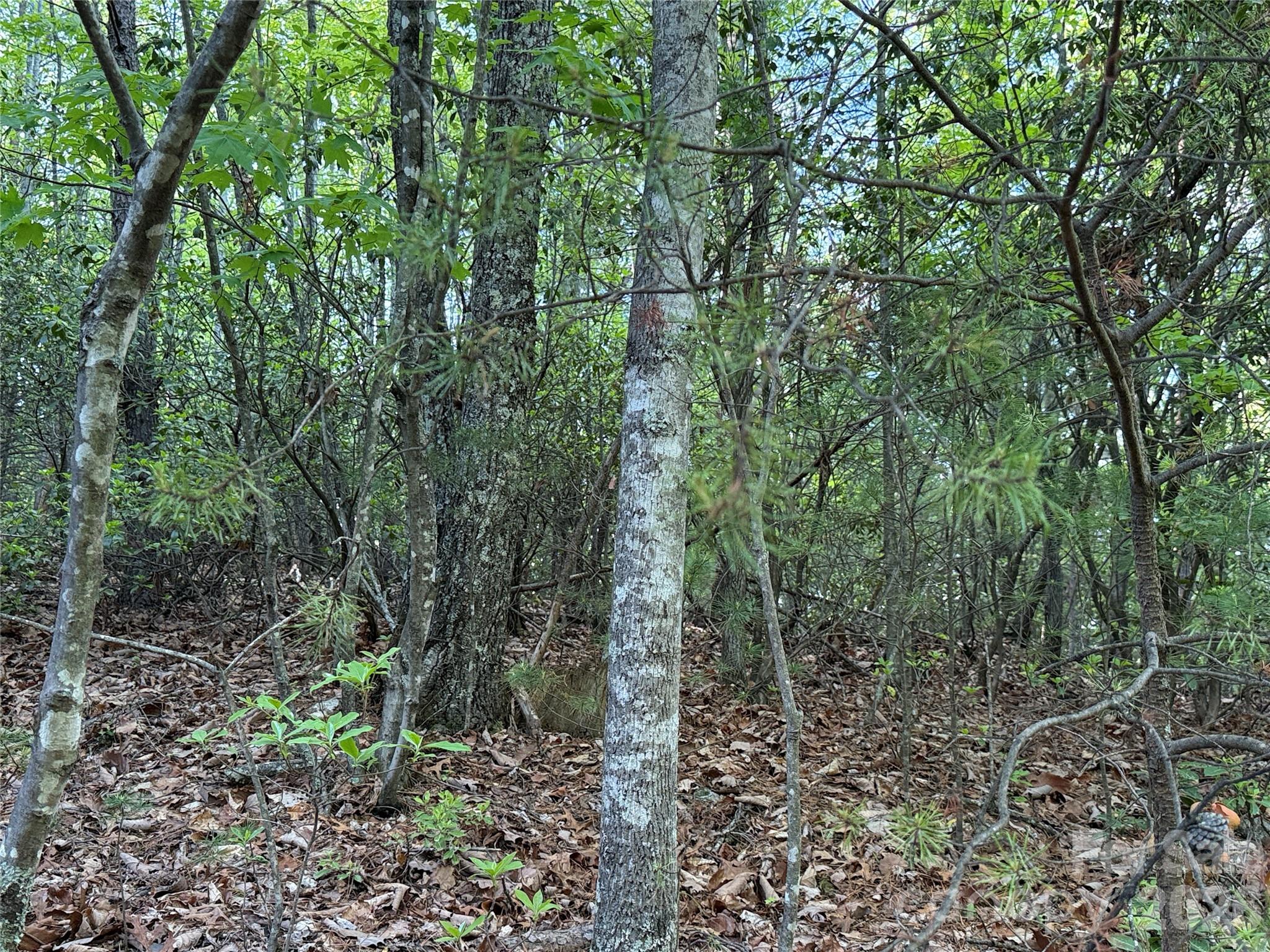 Buck Mountain - Land