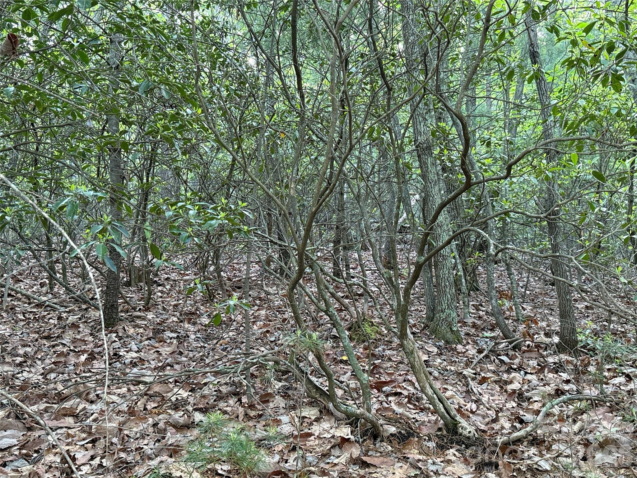 Buck Mountain - Land