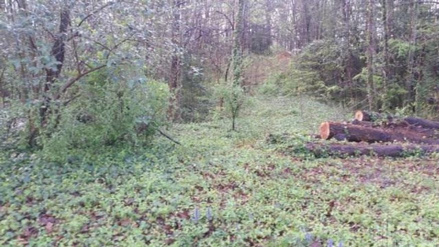 Wooded, fairly level .49 acre lot on quiet dead end street in town.
