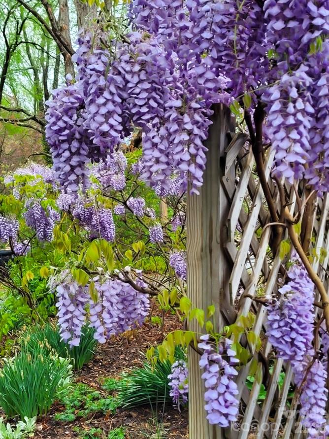 Haw Creek - Residential Income