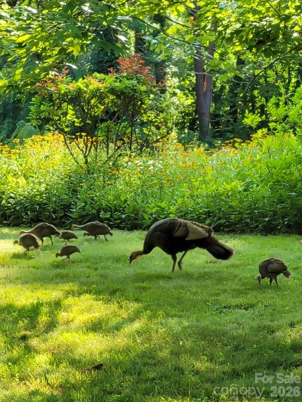 Haw Creek - Residential Income