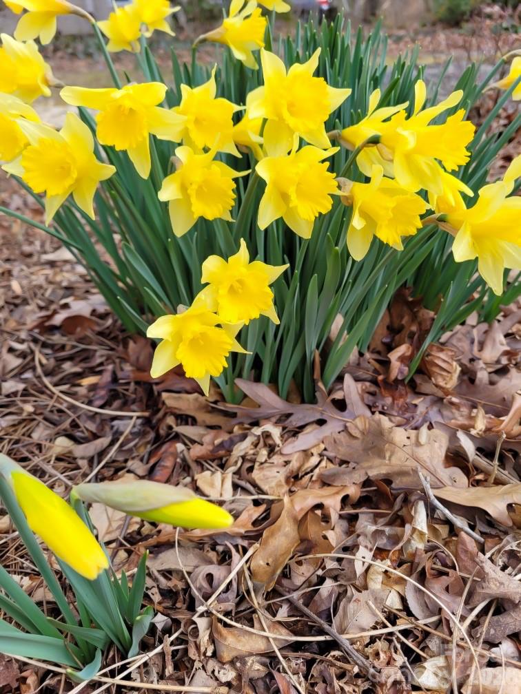 Haw Creek - Residential Income