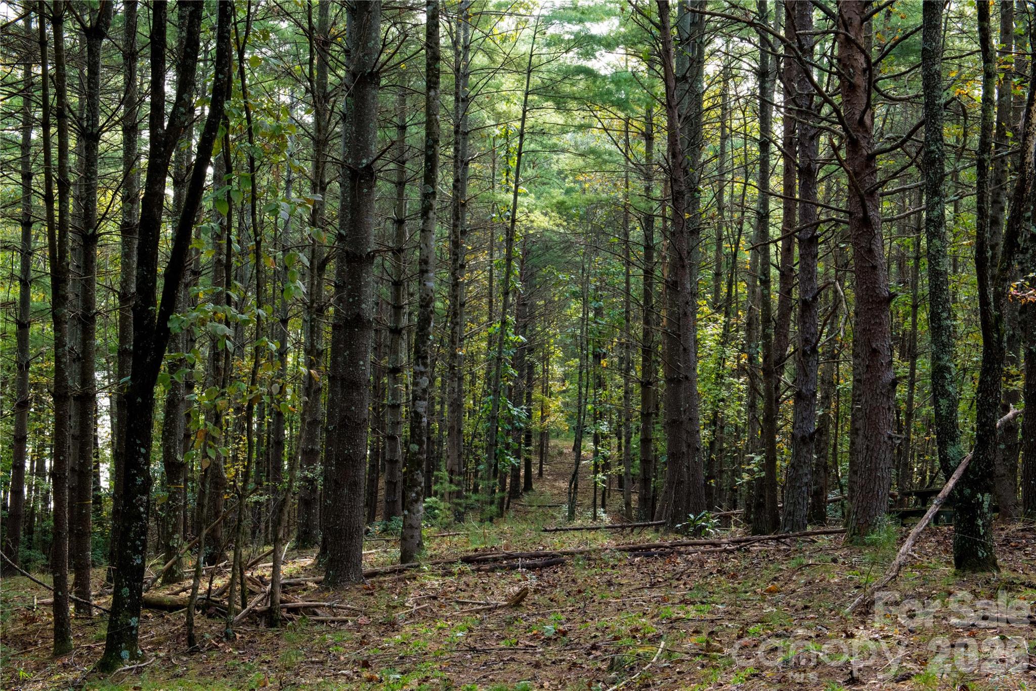 Old Wildlife Club - Land