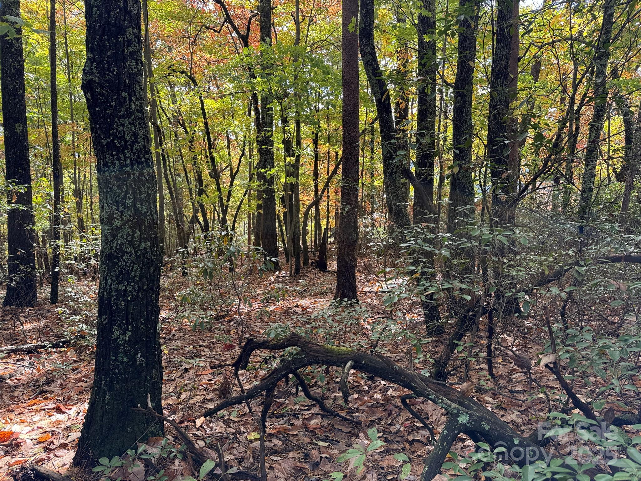 TBD Wolf Pen Road 18