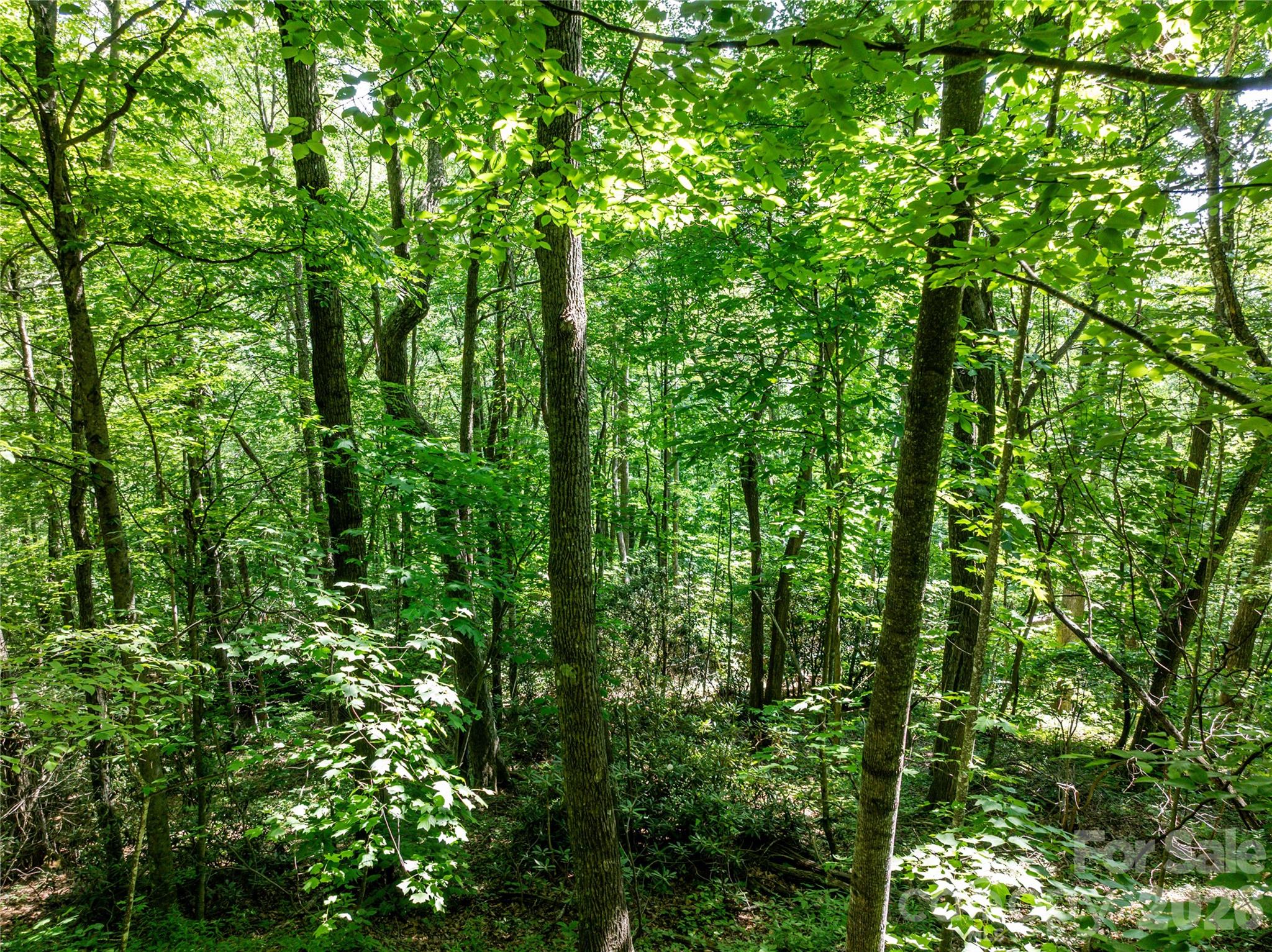 8 White Birch Court 424