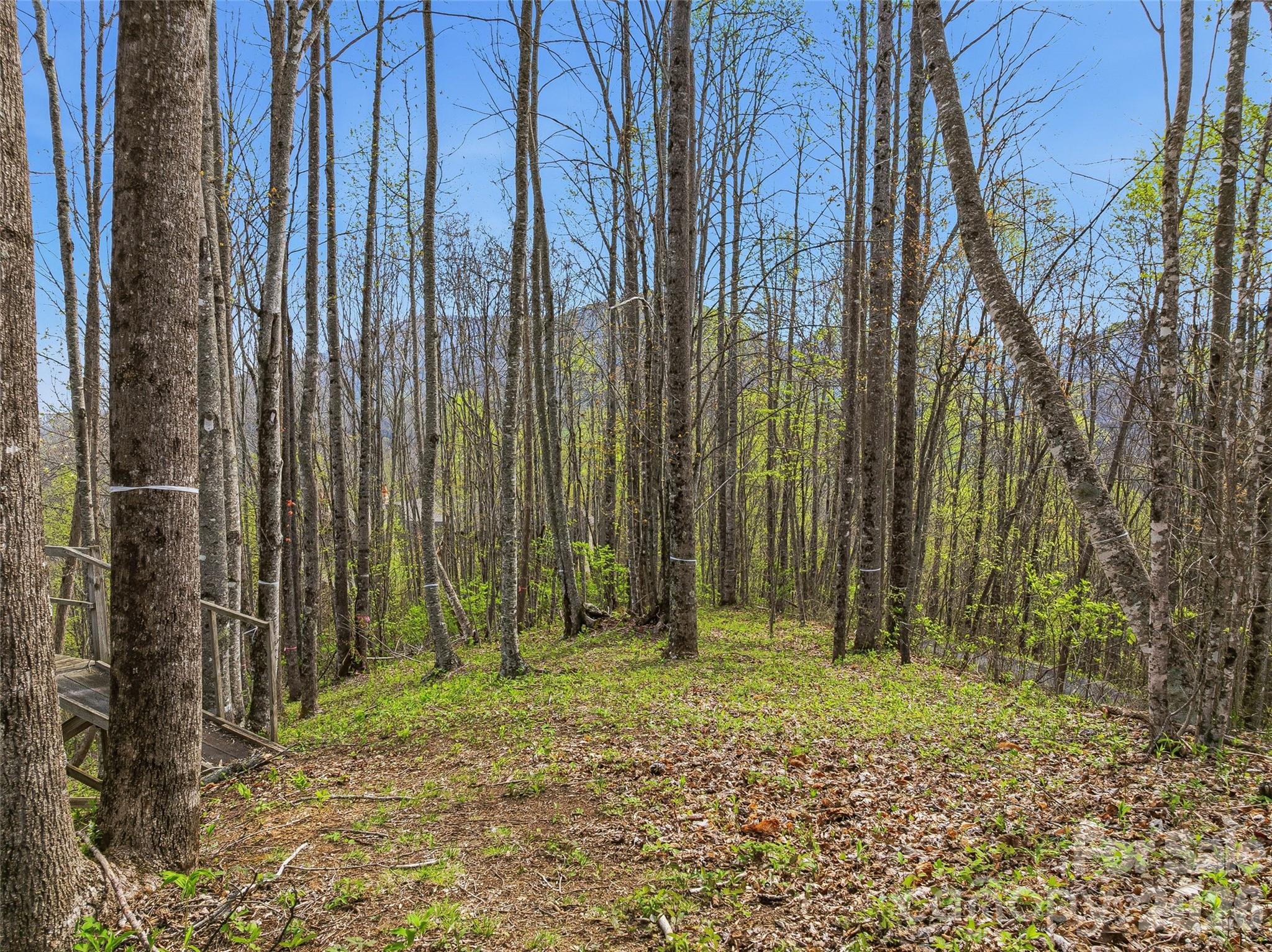 Balsam Mountain Preserve - Land