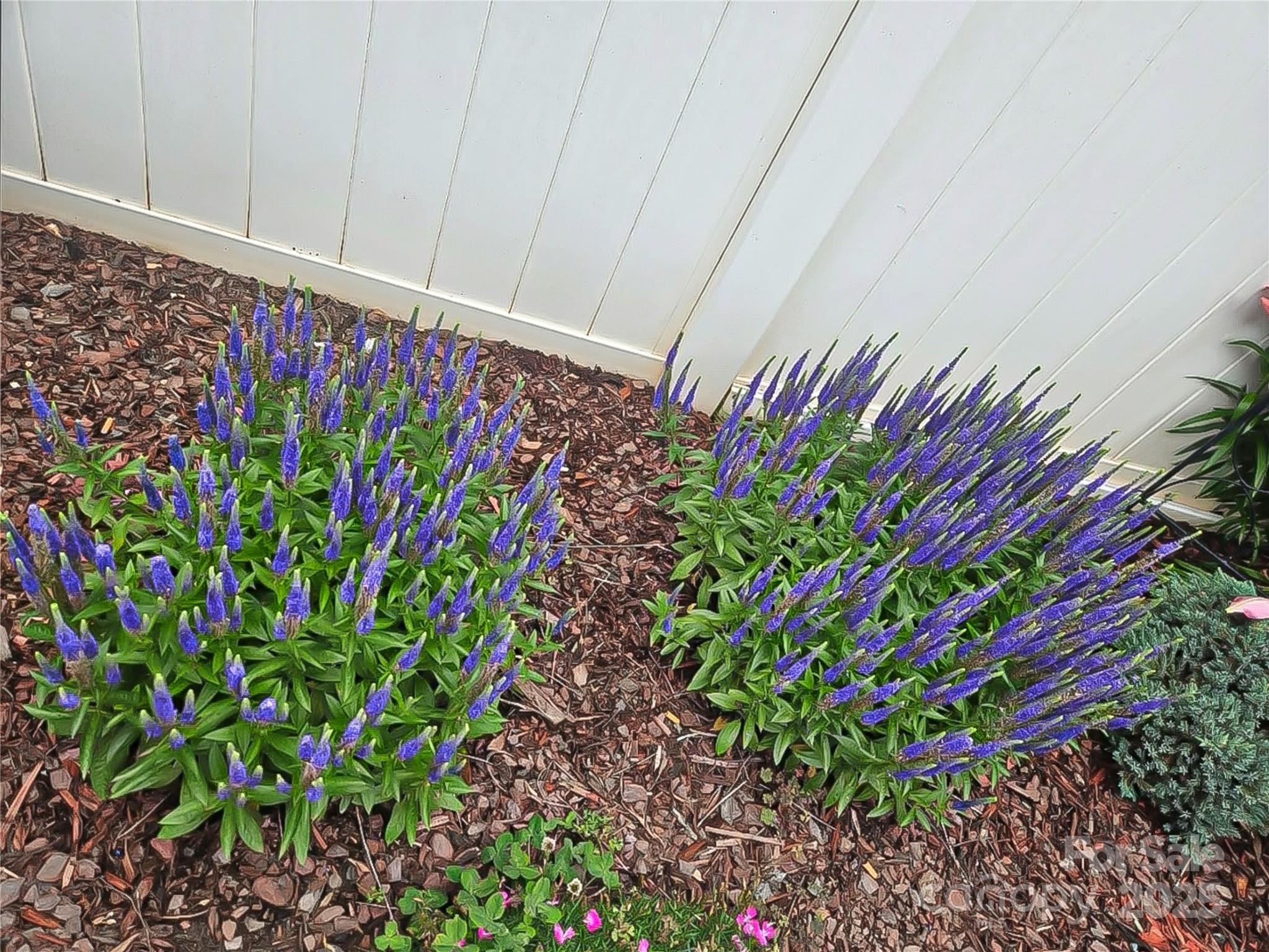 Olde Towne - Residential