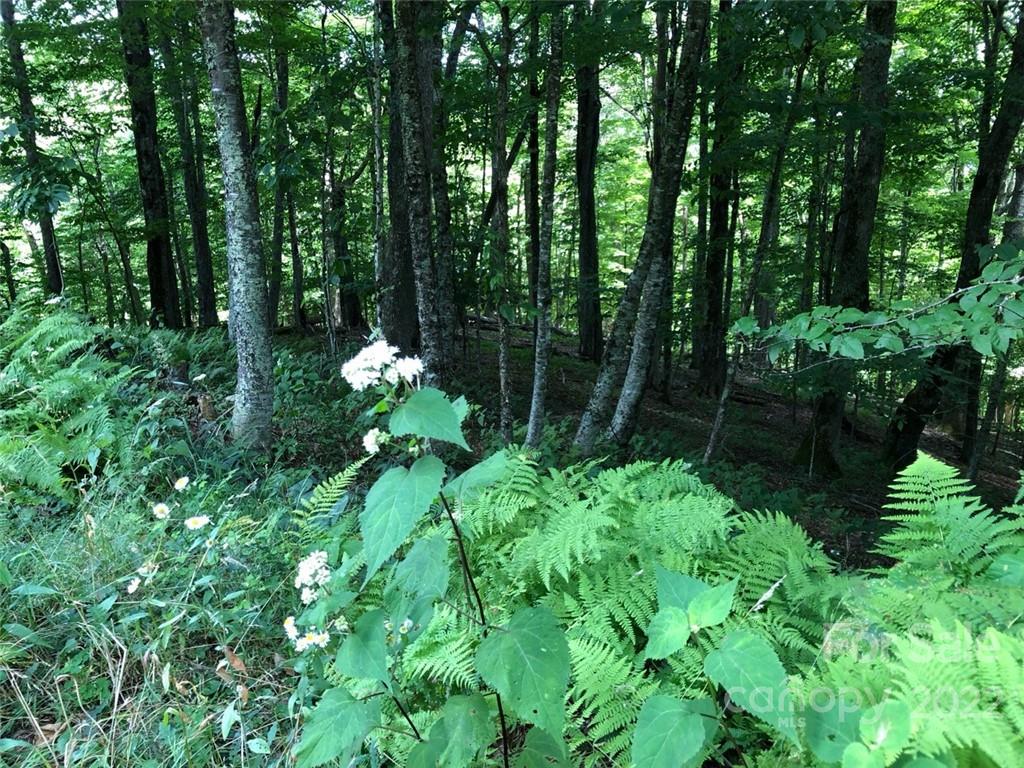 Wolf Laurel Heights - Land